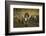 Icelandic horses, Iceland-Art Wolfe-Framed Photographic Print