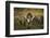 Icelandic horses, Iceland-Art Wolfe-Framed Photographic Print