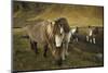 Icelandic horses, Iceland-Art Wolfe-Mounted Photographic Print