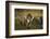 Icelandic horses, Iceland-Art Wolfe-Framed Photographic Print