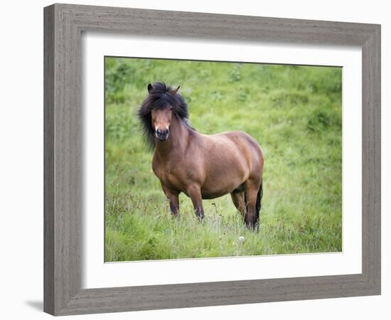 Icelandic Horses II-PHBurchett-Framed Photographic Print