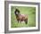 Icelandic Horses II-PHBurchett-Framed Photographic Print