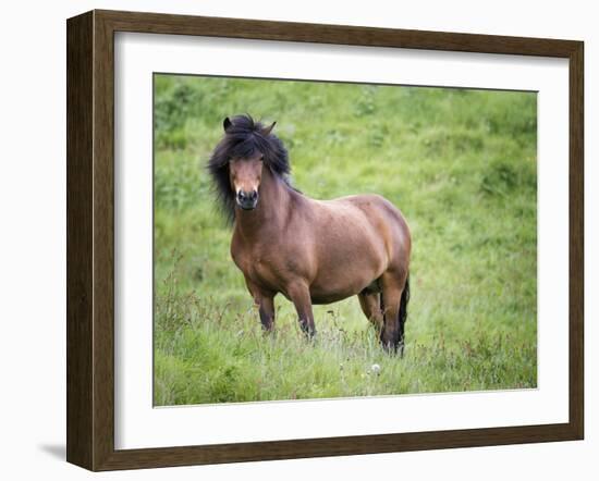 Icelandic Horses II-PHBurchett-Framed Photographic Print