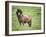 Icelandic Horses II-PHBurchett-Framed Photographic Print