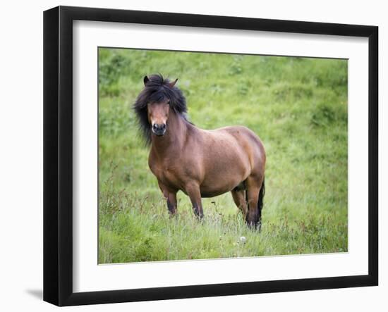 Icelandic Horses II-PHBurchett-Framed Photographic Print