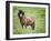 Icelandic Horses II-PHBurchett-Framed Photographic Print