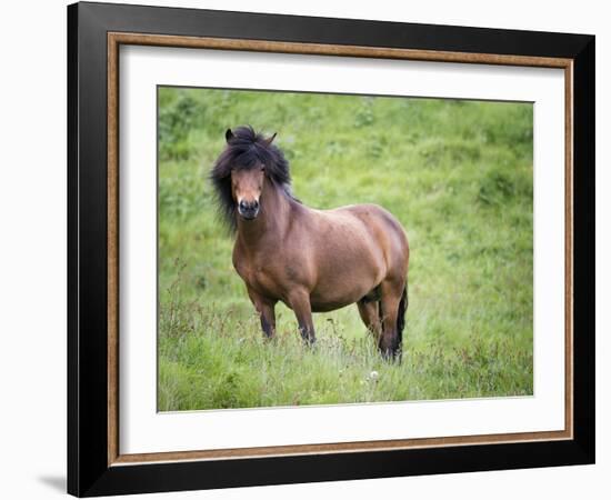 Icelandic Horses II-PHBurchett-Framed Photographic Print