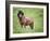 Icelandic Horses II-PHBurchett-Framed Photographic Print