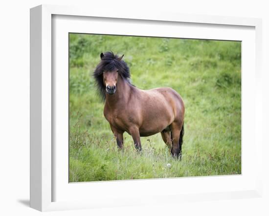 Icelandic Horses II-PHBurchett-Framed Photographic Print