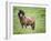 Icelandic Horses II-PHBurchett-Framed Photographic Print