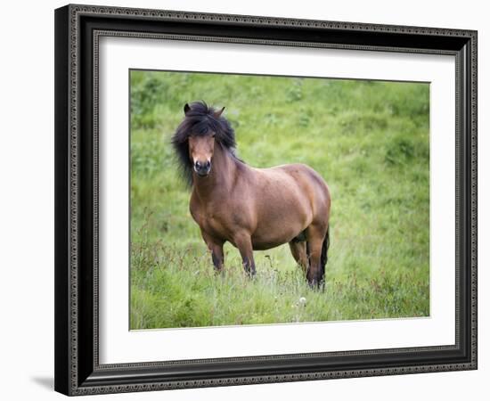 Icelandic Horses II-PHBurchett-Framed Photographic Print