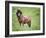 Icelandic Horses II-PHBurchett-Framed Photographic Print