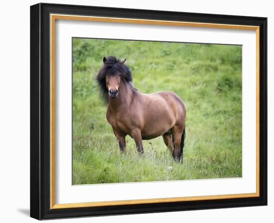 Icelandic Horses II-PHBurchett-Framed Photographic Print