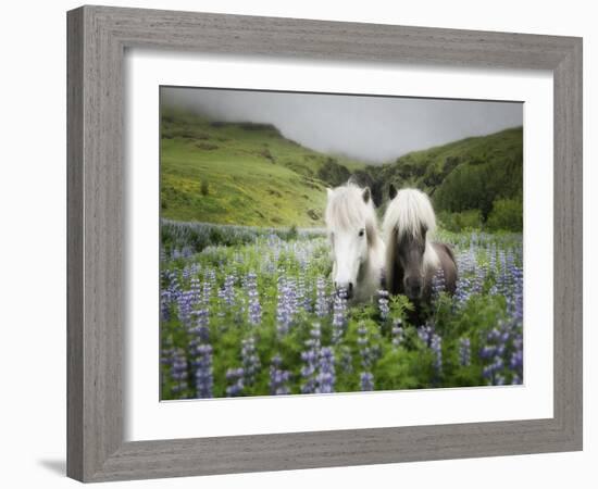Icelandic Horses III-PHBurchett-Framed Photographic Print