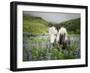 Icelandic Horses III-PHBurchett-Framed Photographic Print