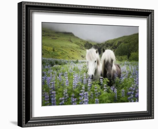 Icelandic Horses III-PHBurchett-Framed Photographic Print