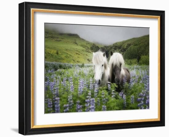 Icelandic Horses III-PHBurchett-Framed Photographic Print