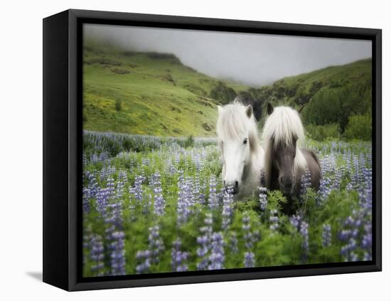 Icelandic Horses III-PHBurchett-Framed Premier Image Canvas