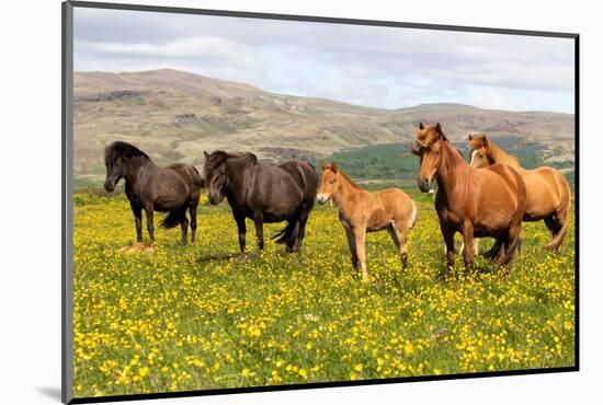 Icelandic horses in meadow of flowering buttercups, Iceland-Lynn M. Stone-Mounted Photographic Print