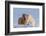 Icelandic horses in south Iceland-Chuck Haney-Framed Photographic Print