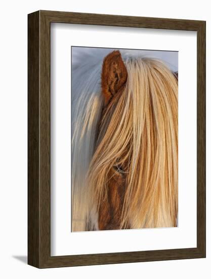 Icelandic horses in south Iceland-Chuck Haney-Framed Photographic Print