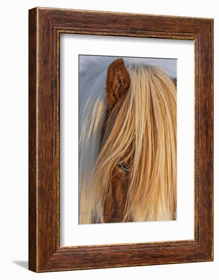 Icelandic horses in south Iceland-Chuck Haney-Framed Photographic Print