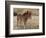 Icelandic horses in south Iceland-Chuck Haney-Framed Photographic Print