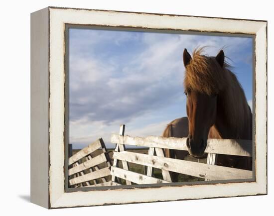 Icelandic Horses in Windswept Pasture Near Gullfoss Waterfall on Summer Morning, Iceland-Paul Souders-Framed Premier Image Canvas