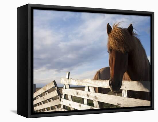 Icelandic Horses in Windswept Pasture Near Gullfoss Waterfall on Summer Morning, Iceland-Paul Souders-Framed Premier Image Canvas