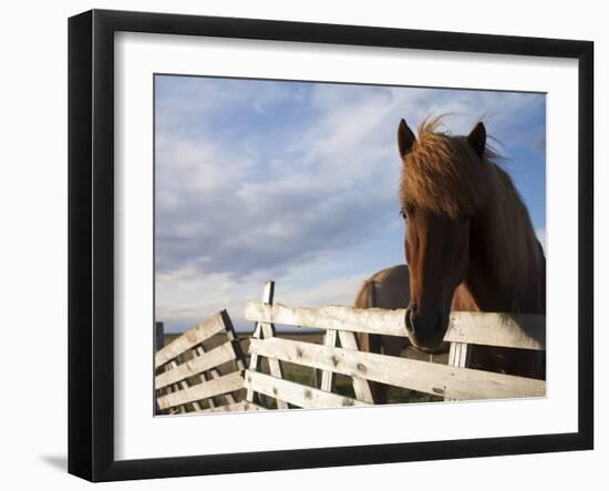 Icelandic Horses in Windswept Pasture Near Gullfoss Waterfall on Summer Morning, Iceland-Paul Souders-Framed Photographic Print