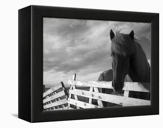 Icelandic Horses in Windswept Pasture Near Gullfoss Waterfall on Summer Morning, Iceland-Paul Souders-Framed Premier Image Canvas