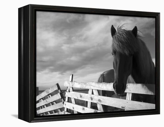 Icelandic Horses in Windswept Pasture Near Gullfoss Waterfall on Summer Morning, Iceland-Paul Souders-Framed Premier Image Canvas