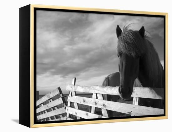 Icelandic Horses in Windswept Pasture Near Gullfoss Waterfall on Summer Morning, Iceland-Paul Souders-Framed Premier Image Canvas