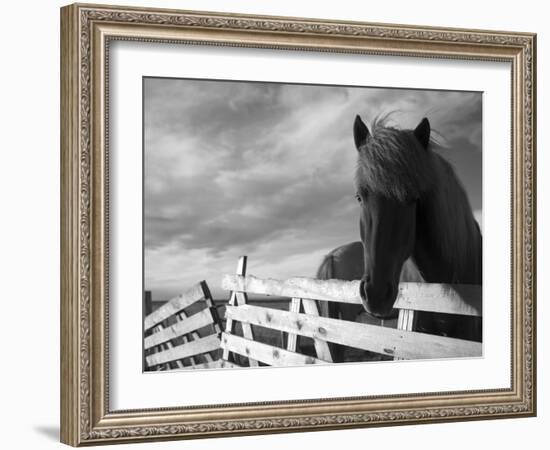 Icelandic Horses in Windswept Pasture Near Gullfoss Waterfall on Summer Morning, Iceland-Paul Souders-Framed Photographic Print