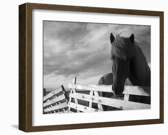 Icelandic Horses in Windswept Pasture Near Gullfoss Waterfall on Summer Morning, Iceland-Paul Souders-Framed Photographic Print