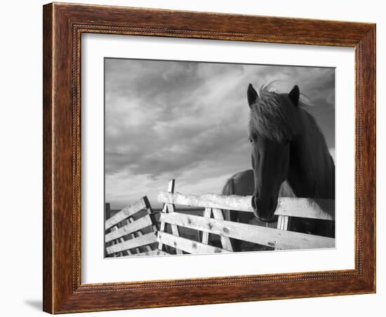 Icelandic Horses in Windswept Pasture Near Gullfoss Waterfall on Summer Morning, Iceland-Paul Souders-Framed Photographic Print