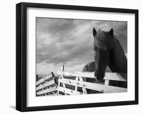 Icelandic Horses in Windswept Pasture Near Gullfoss Waterfall on Summer Morning, Iceland-Paul Souders-Framed Photographic Print