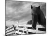 Icelandic Horses in Windswept Pasture Near Gullfoss Waterfall on Summer Morning, Iceland-Paul Souders-Mounted Photographic Print