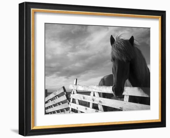 Icelandic Horses in Windswept Pasture Near Gullfoss Waterfall on Summer Morning, Iceland-Paul Souders-Framed Photographic Print