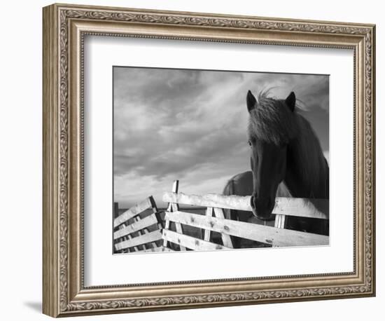 Icelandic Horses in Windswept Pasture Near Gullfoss Waterfall on Summer Morning, Iceland-Paul Souders-Framed Photographic Print