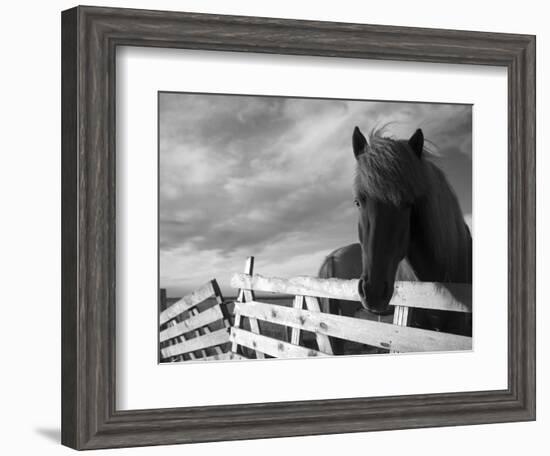 Icelandic Horses in Windswept Pasture Near Gullfoss Waterfall on Summer Morning, Iceland-Paul Souders-Framed Photographic Print