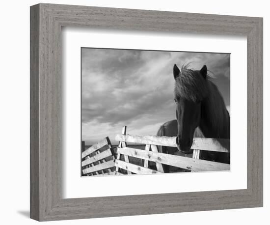 Icelandic Horses in Windswept Pasture Near Gullfoss Waterfall on Summer Morning, Iceland-Paul Souders-Framed Photographic Print