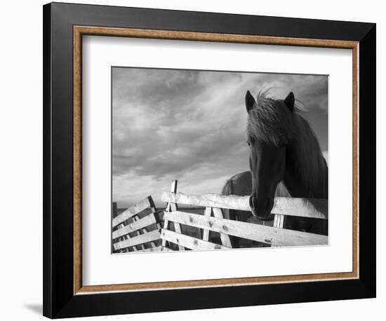 Icelandic Horses in Windswept Pasture Near Gullfoss Waterfall on Summer Morning, Iceland-Paul Souders-Framed Photographic Print