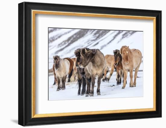 Icelandic Horses in Winter Pasture Near Hofn, Iceland-Chuck Haney-Framed Photographic Print