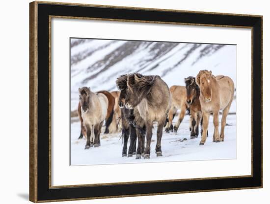 Icelandic Horses in Winter Pasture Near Hofn, Iceland-Chuck Haney-Framed Photographic Print