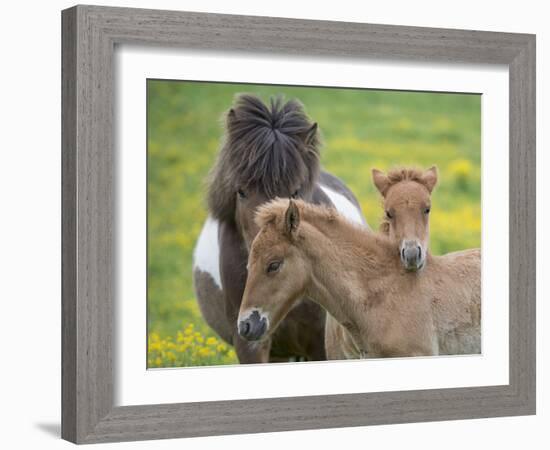 Icelandic Horses IV-PHBurchett-Framed Photographic Print