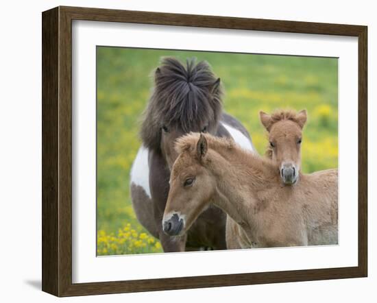 Icelandic Horses IV-PHBurchett-Framed Photographic Print