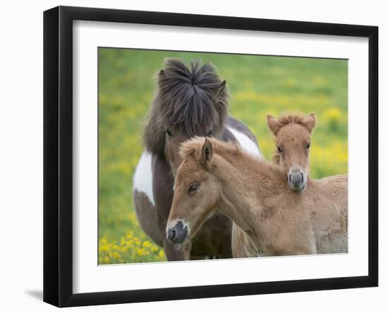 Icelandic Horses IV-PHBurchett-Framed Photographic Print