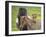 Icelandic Horses IV-PHBurchett-Framed Photographic Print