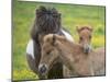 Icelandic Horses IV-PHBurchett-Mounted Photographic Print